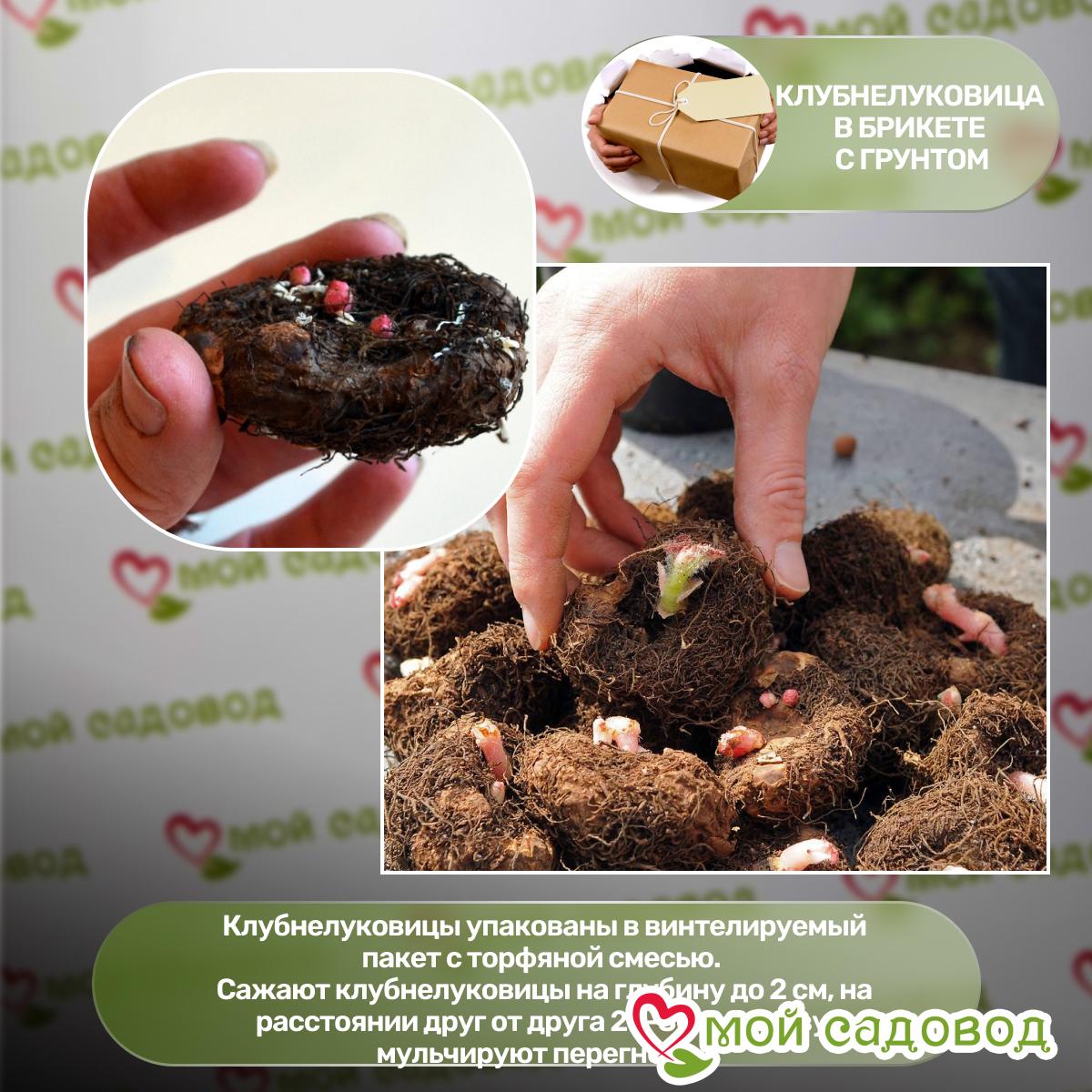 Бегония Бутон де Роуз